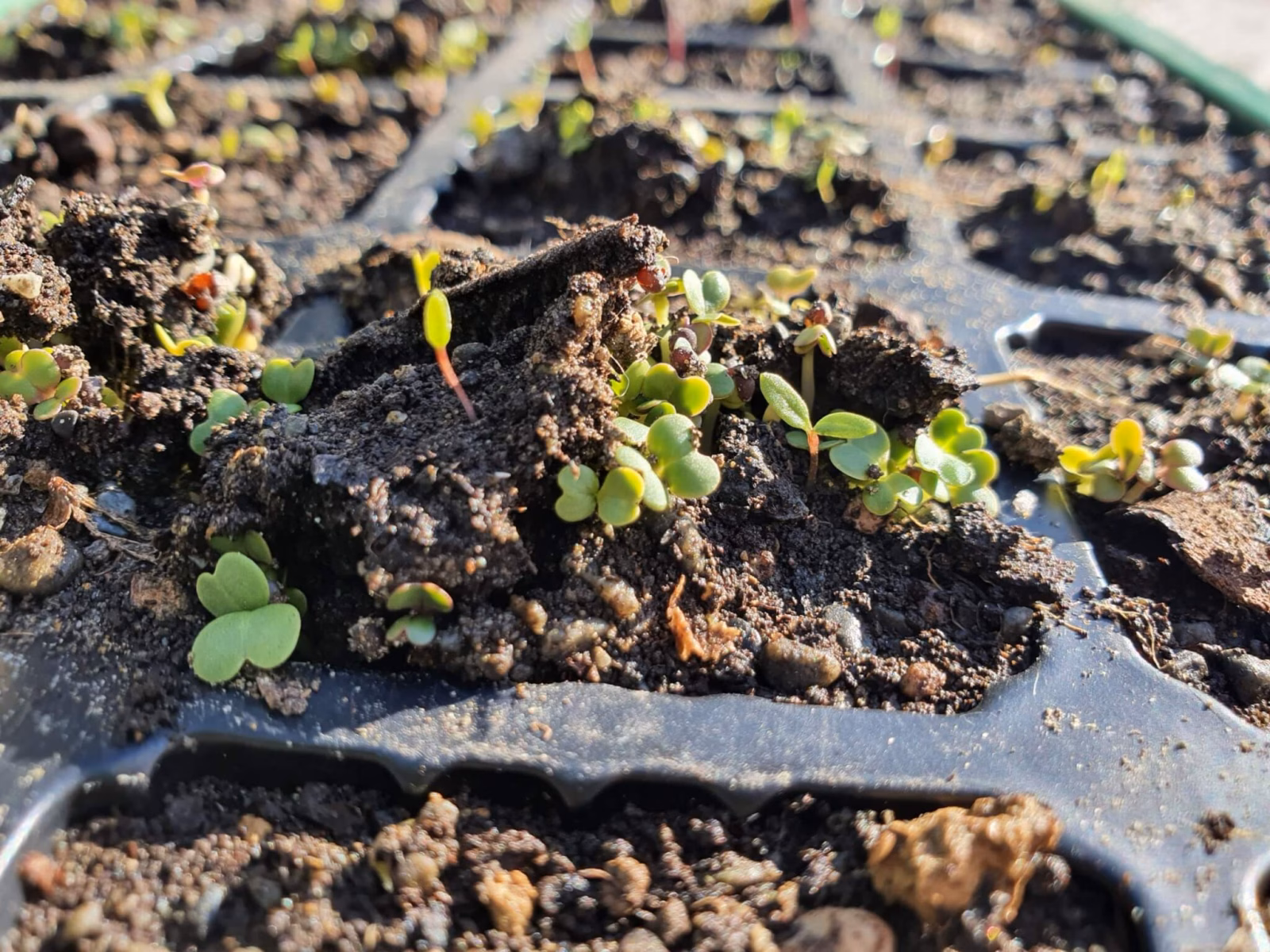 Magnify Consulting - keep planting those sales seeds